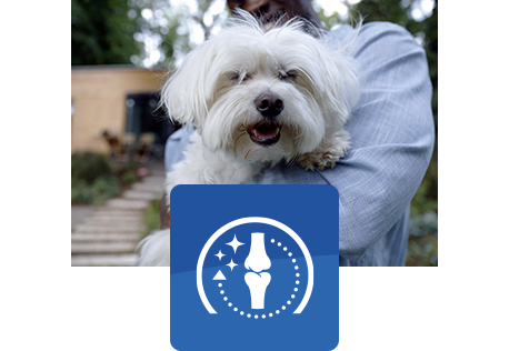 glad hvid hund bliver holdt af et menneske