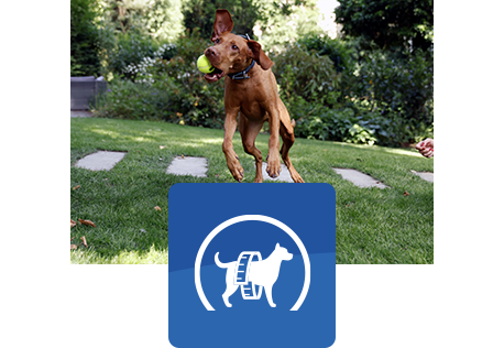 Brun hund hopper i luften og griber en bold