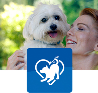 En lille brun og hvid kat sidder på en seng.