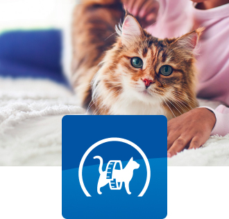 En lille brun og hvid kat sidder på en seng.