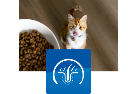 Katten kigger op på skålen med foder